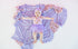 blossomin-butterfly-dream-tutu-bodysuit-dress Dream-Big-Little-Co-pajama-baby-blanket